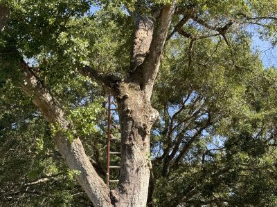 Tree Health Care And Diagnosis